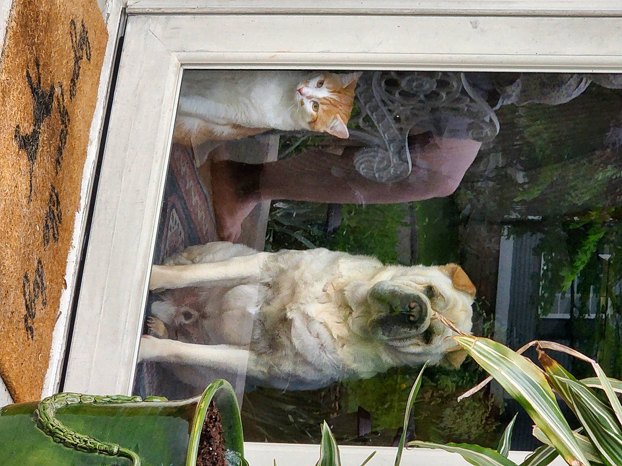 Booger joined the competition — help win amazing prizes! art, door, fawn, grass, house, landscape, pack_animal, plant, rectangle, sculpture, snout, terrestrial_animal, tree, trunk, twig, visual_arts, wildlife, window, wood, working_animal