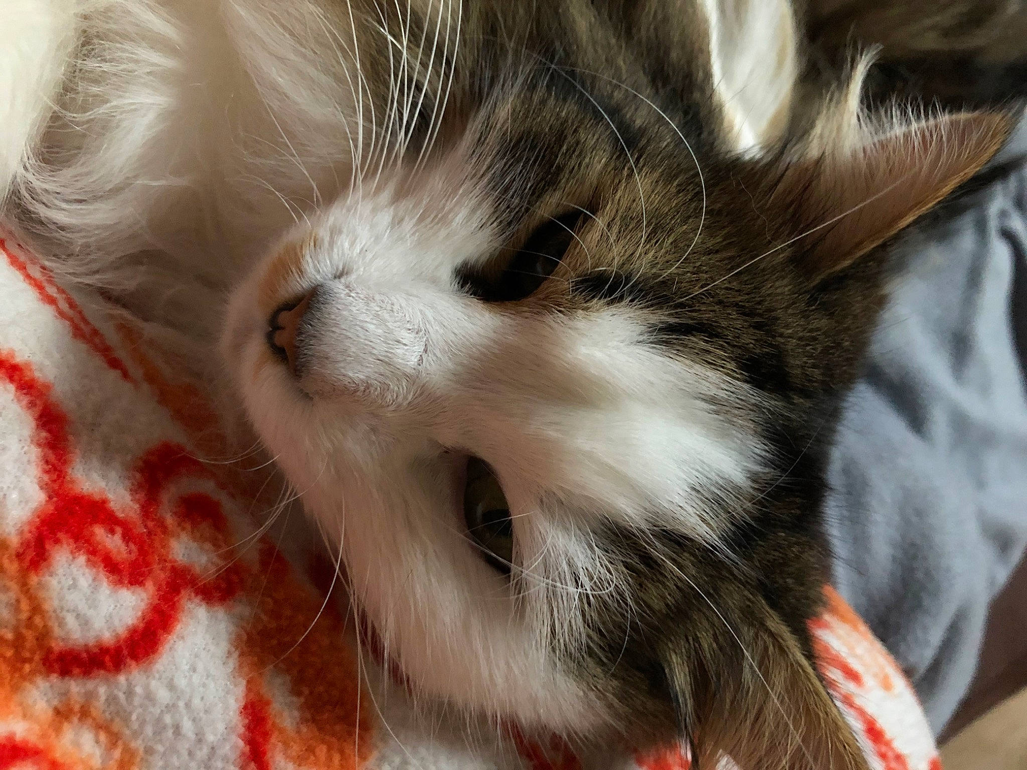 Jojo participe au concours pour gagner de l'argent avec cette photo : carnivore, cat, claw, close_up, comfort, domestic_short_haired_cat, ear, felidae, fur, paw, small_to_medium_sized_cats, snout, tail, terrestrial_animal, whiskers