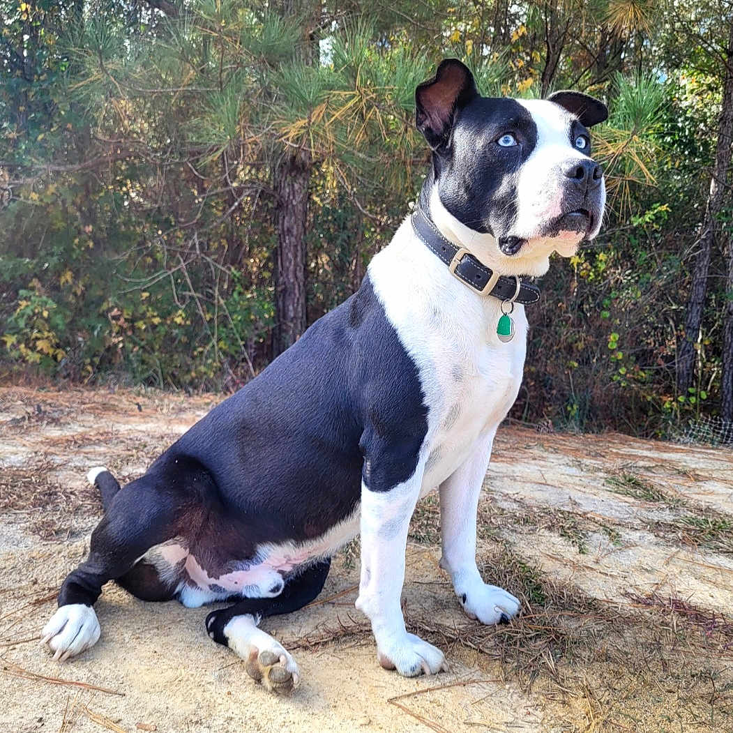 Ghost joined the competition — help win amazing prizes! alert, animal, black_and_white, blue_eyes, canine, collar, dog, ears, forest, fur, ground, nature, outdoor, paw, pet, pine_tree, sitting, snout, sunlight, tree_trunk