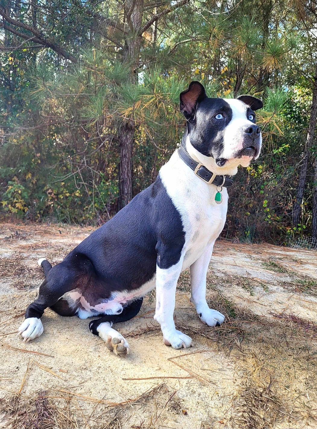 Ghost joined the competition — help win amazing prizes! alert, animal, black_and_white, blue_eyes, canine, collar, dog, ears, forest, fur, ground, nature, outdoor, paw, pet, pine_tree, sitting, snout, sunlight, tree_trunk