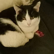 Shiesty is registered to the contest to win money with this photo: cat, black_and_white, feline, pet, resting, curled_up, indoor, animal, sleeping, cozy, soft, fur, two_cats, companion, quiet, close_up, cute, domestic_animal, relaxed, cuddle