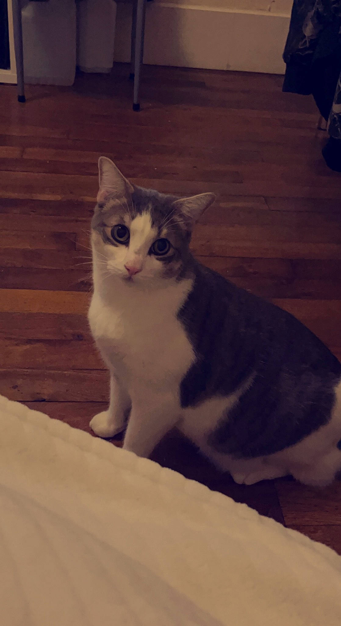 Toretto participe au concours pour gagner de l'argent avec cette photo : carnivore, cat, domestic_short_haired_cat, door, eye, felidae, floor, flooring, foot, fur, hardwood, paw, sitting, small_to_medium_sized_cats, snout, tail, whiskers, window, wood, wood_flooring