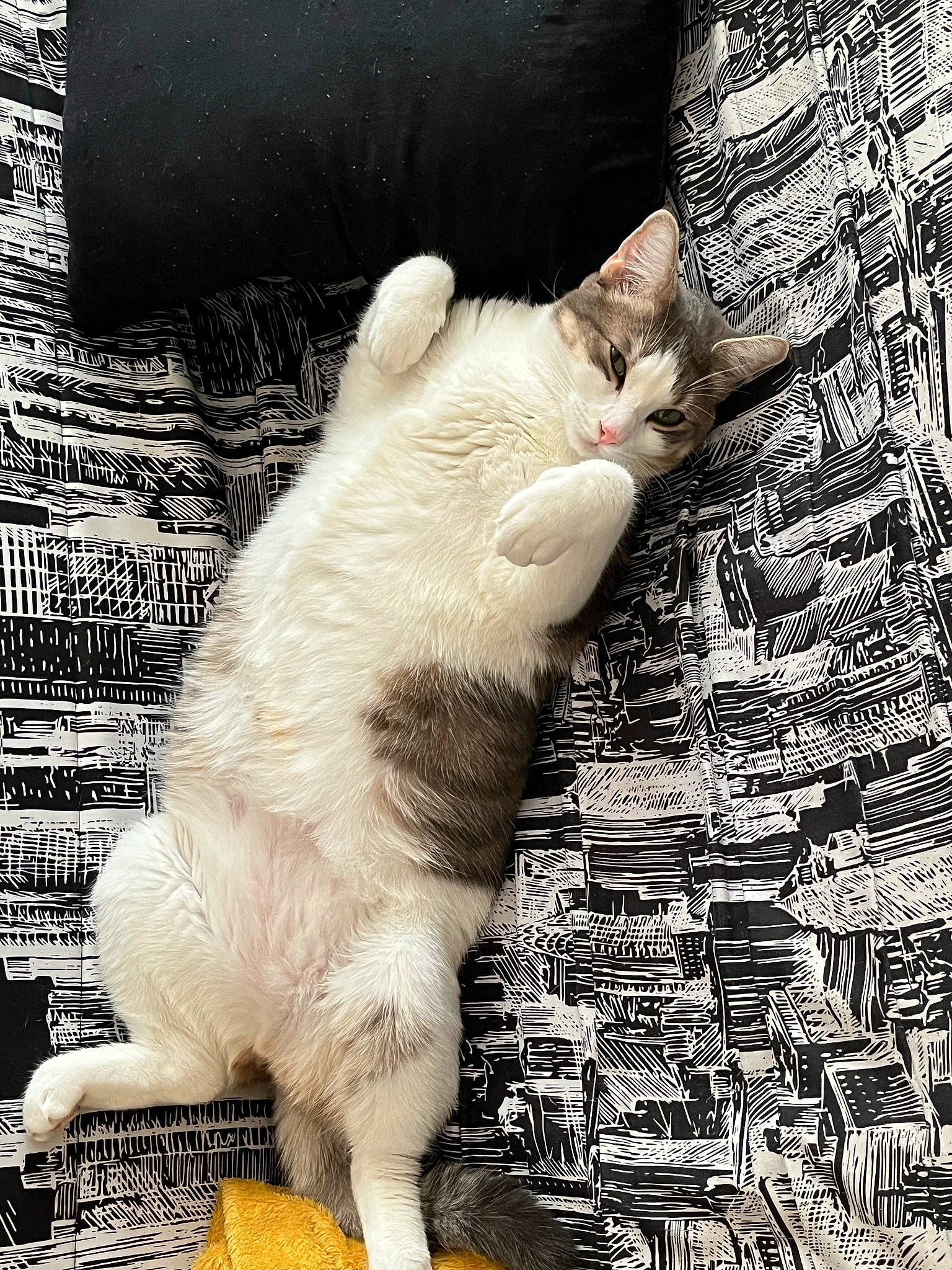 Toretto participe au concours pour gagner de l'argent avec cette photo : carnivore, cat, claw, comfort, domestic_short_haired_cat, fawn, felidae, foot, fur, human_leg, organism, pattern, paw, photo_caption, small_to_medium_sized_cats, snout, tail, terrestrial_animal, whiskers, wood