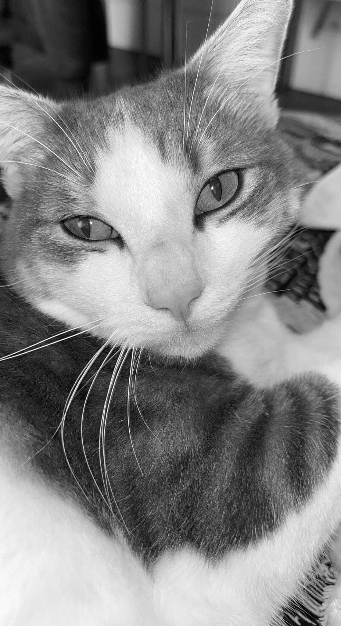 Toretto participe au concours pour gagner de l'argent avec cette photo : carnivore, cat, claw, comfort, domestic_short_haired_cat, ear, felidae, fur, mammal, monochrome, monochrome_photography, nose, paw, small_to_medium_sized_cats, snout, stock_photography, style, tail, terrestrial_animal, whiskers