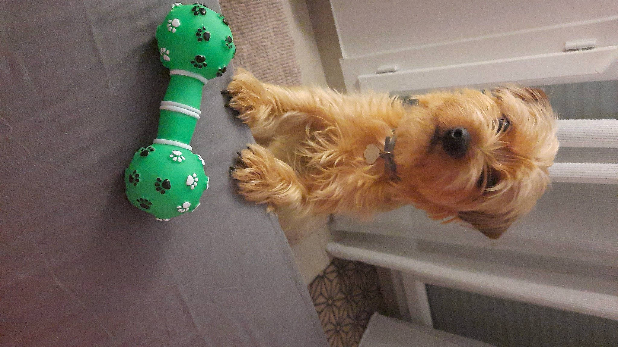 Cookie a rejoint le concours — aidez-le/la à gagner de superbes lots ! canidae, carnivore, companion_dog, dog, dog_breed, dog_supply, fur, pet_supply, small_terrier, sporting_group, stuffed_toy, terrier, toy, toy_dog, working_animal, yorkipoo