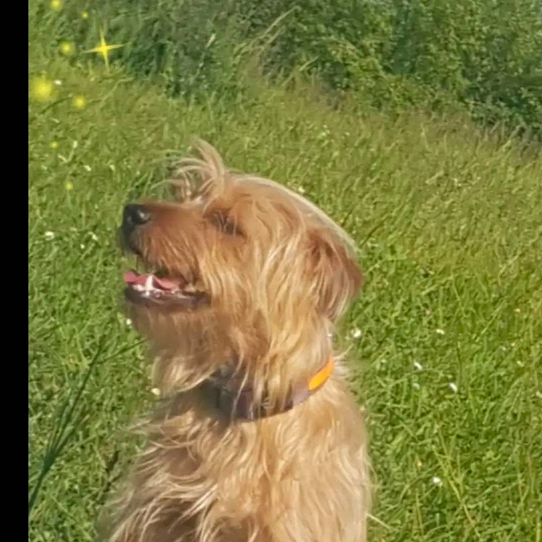 Cookie participe au concours pour gagner de l'argent avec cette photo : ancient_dog_breeds, canidae, carnivore, companion_dog, dog, dog_breed, grass, herding_dog, liver, plant, retriever, small_terrier, sporting_group, terrier, water_dog, working_animal, working_dog