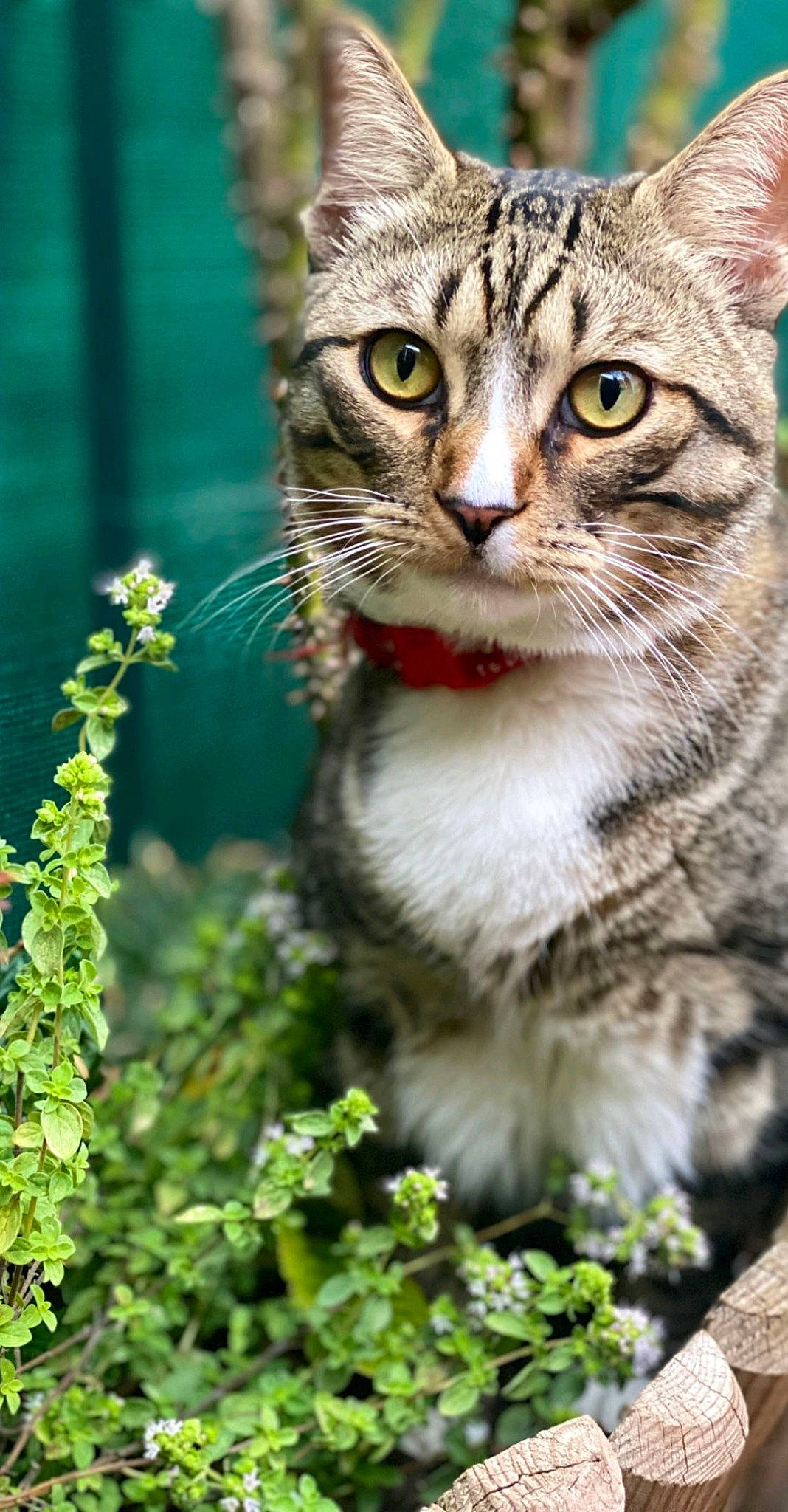 Gribouille participe au concours pour gagner de l'argent avec cette photo : carnivore, cat, claw, domestic_short_haired_cat, felidae, fur, grass, groundcover, paw, photo_caption, plant, small_to_medium_sized_cats, terrestrial_animal, tree, whiskers, wildlife, window