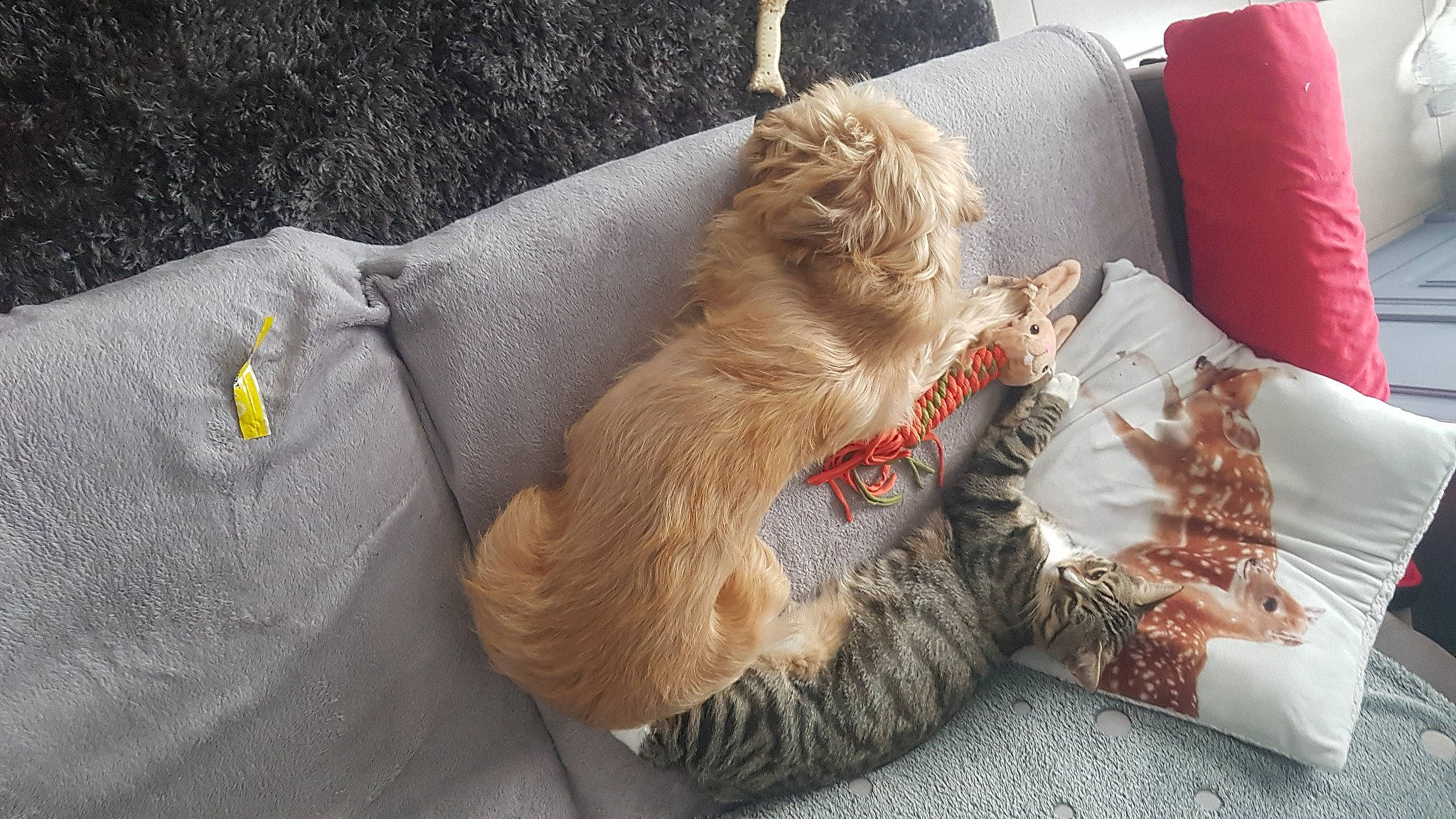 Gribouille participe au concours pour gagner de l'argent avec cette photo : carnivore, claw, comfort, companion_dog, dog_breed, domestic_short_haired_cat, fawn, felidae, fur, human_leg, linens, paw, pillow, small_to_medium_sized_cats, snout, sporting_group, stuffed_toy, tail, toy, whiskers