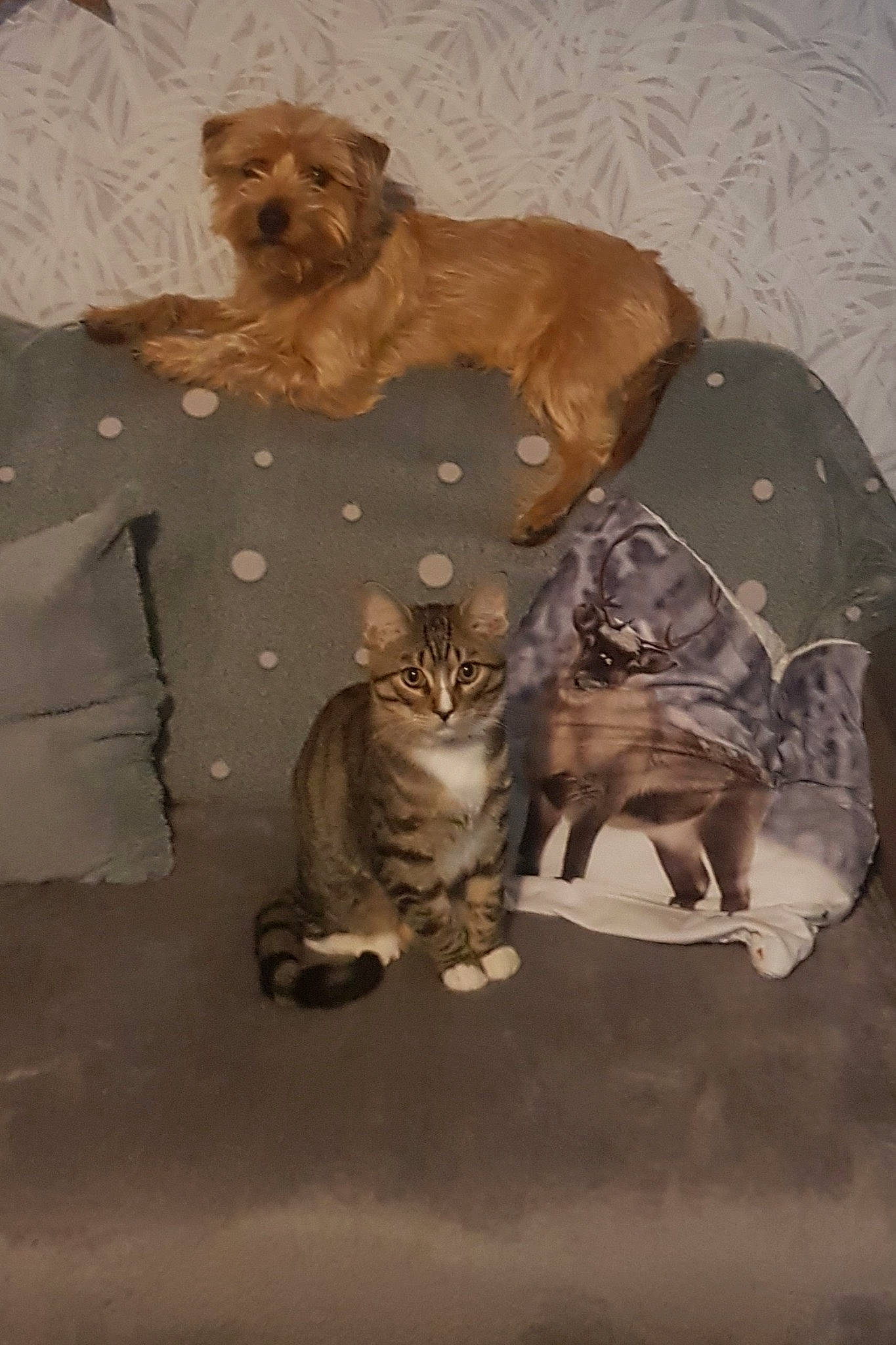 Gribouille a rejoint le concours — aidez-le/la à gagner de superbes lots ! brown, carnivore, cat, comfort, companion_dog, dog, dog_breed, fawn, felidae, flooring, fur, mammal, small_to_medium_sized_cats, snout, tail, terrestrial_animal, toy, vertebrate, whiskers, working_animal