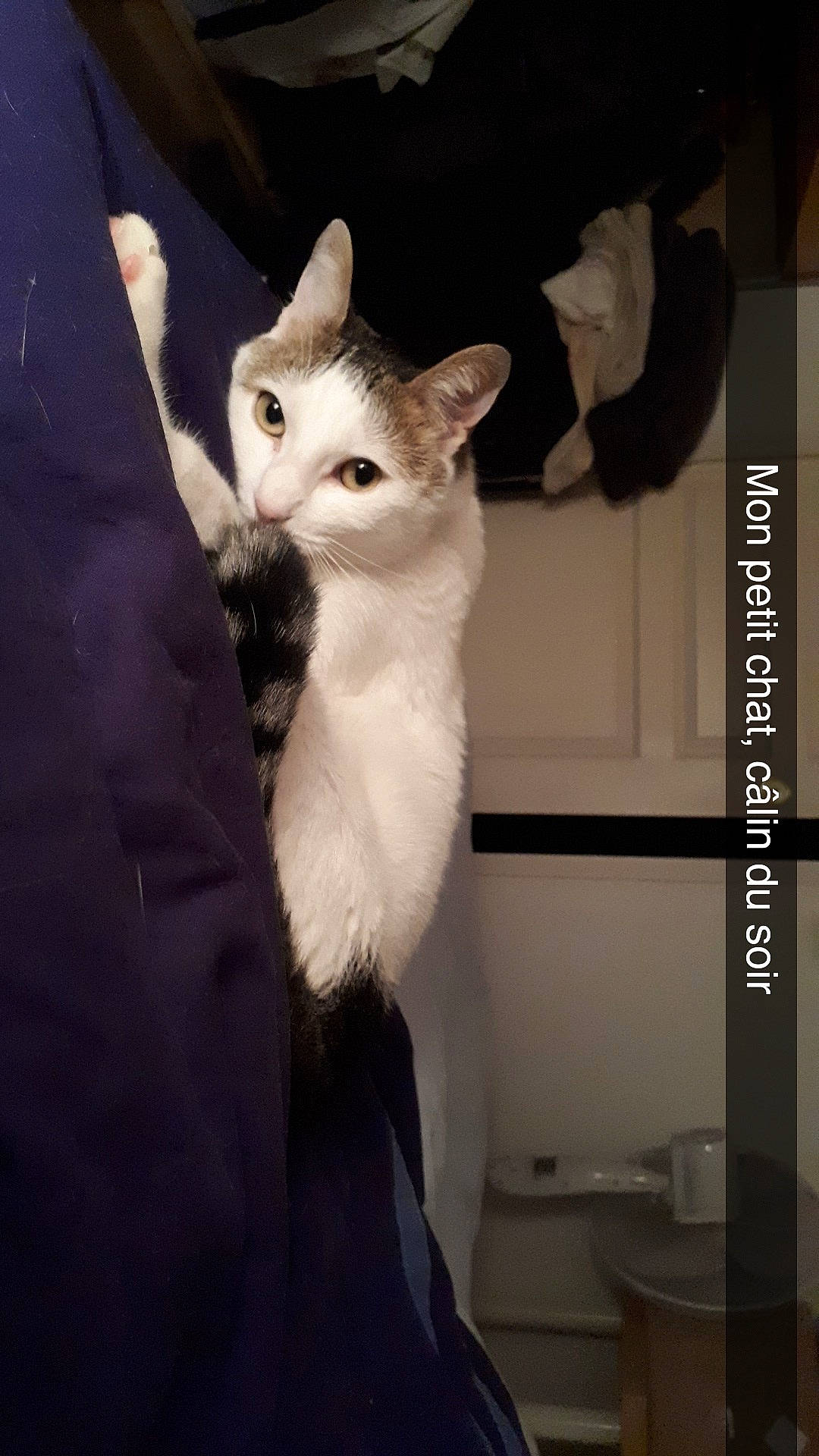 Milou participe au concours pour gagner de l'argent avec cette photo : carnivore, cat, domestic_short_haired_cat, felidae, formal_wear, fur, gesture, small_to_medium_sized_cats, snout, tail, whiskers