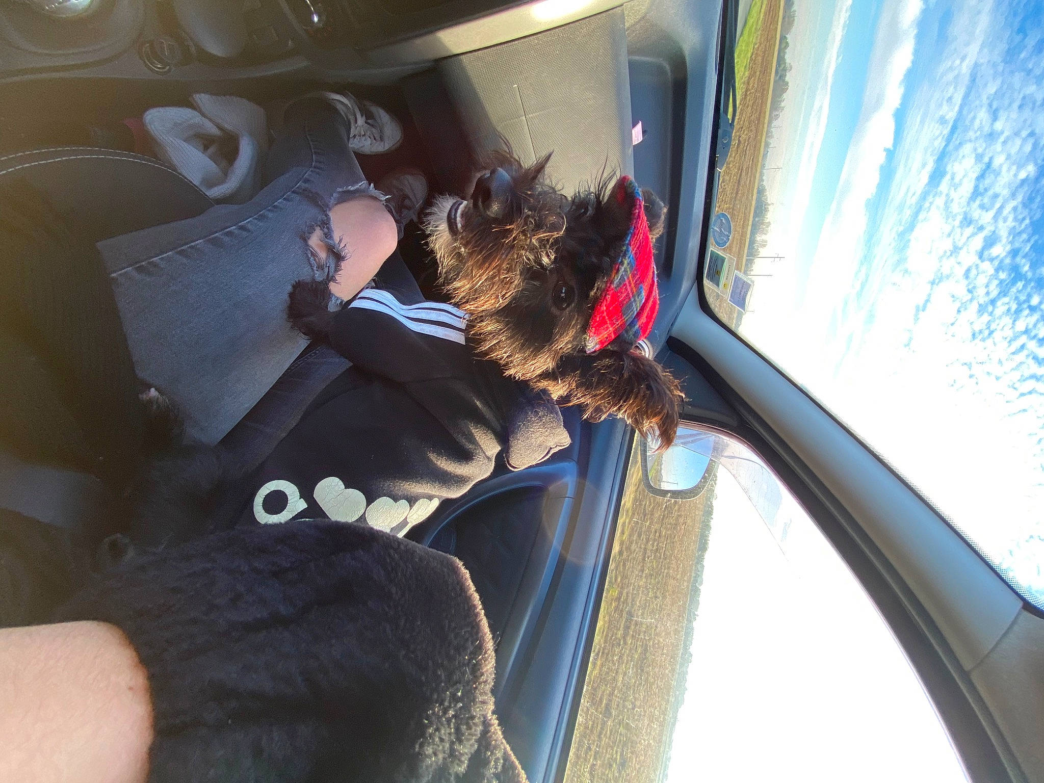 Baloo a rejoint le concours — aidez-le/la à gagner de superbes lots ! auto_part, automotive_design, automotive_exterior, automotive_lighting, automotive_wheel_system, automotive_window_part, car, carnivore, comfort, glass, hood, leg, motor_vehicle, personal_luxury_car, tints_and_shades, vehicle, vehicle_door, window, windscreen_wiper, windshield