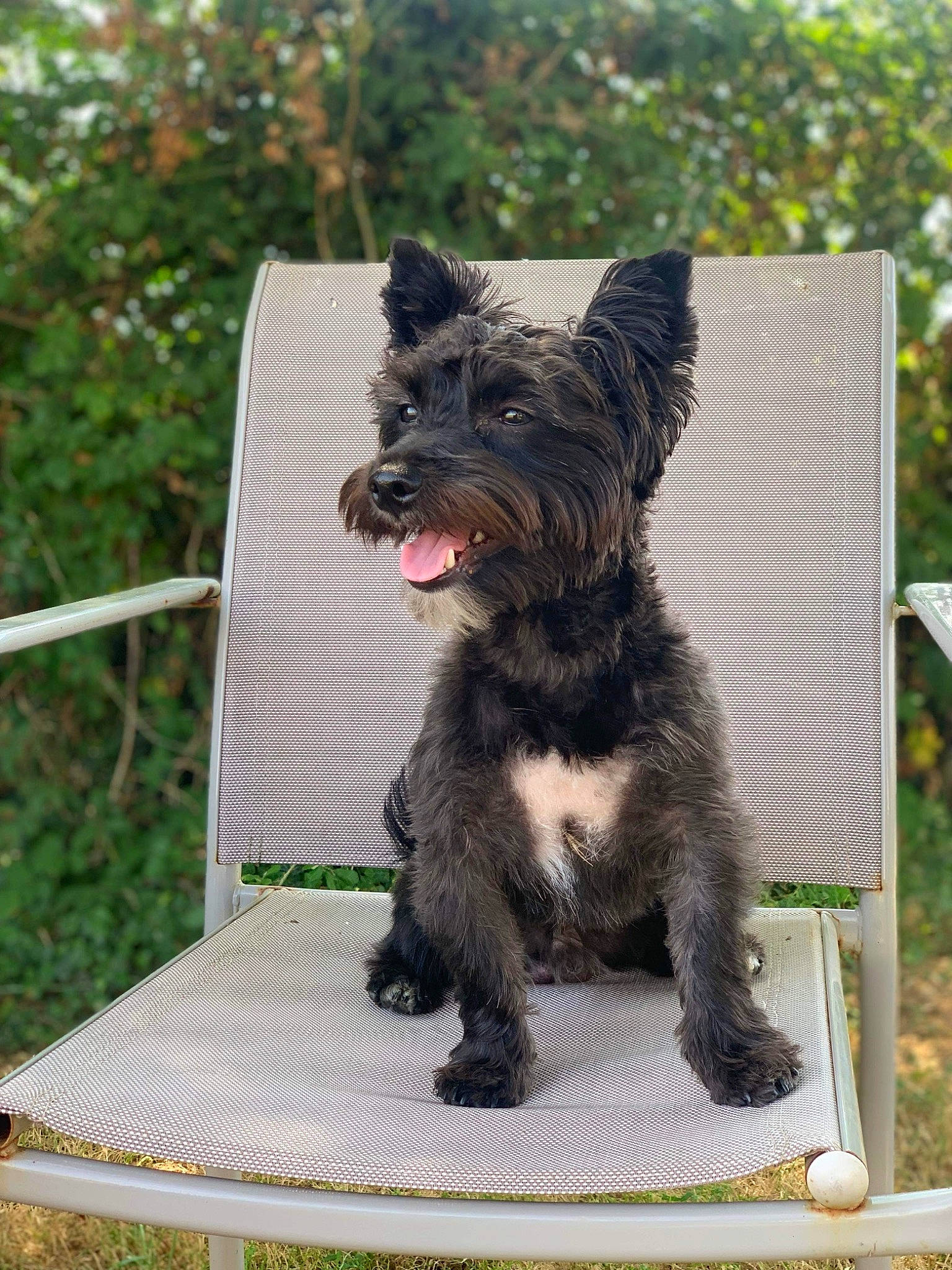 Baloo a rejoint le concours — aidez-le/la à gagner de superbes lots ! canidae, carnivore, companion_dog, dog, dog_breed, dog_supply, fur, grass, plant, small_terrier, snout, sporting_group, tail, terrestrial_animal, terrier, working_animal, working_dog