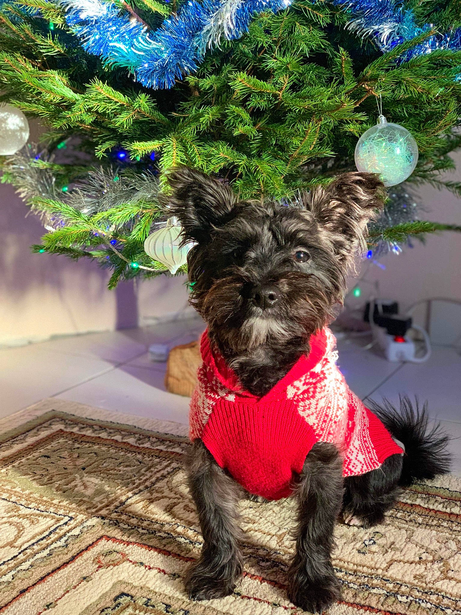 Baloo a rejoint le concours — aidez-le/la à gagner de superbes lots ! art, blue, carnivore, christmas_decoration, christmas_ornament, companion_dog, dog, dog_breed, dog_supply, event, evergreen, fawn, grass, holiday_ornament, pet_supply, plant, snout, standard_schnauzer, toy_dog, working_animal