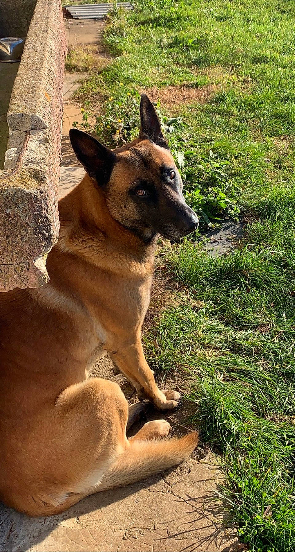 Jazz a rejoint le concours — aidez-le/la à gagner de superbes lots ! belgian_shepherd_malinois, canidae, carnivore, companion_dog, dog, dog_breed, fawn, german_shepherd_dog, grass, groundcover, plant, snout, sporting_group, tail, terrestrial_animal, wood, working_animal, working_dog