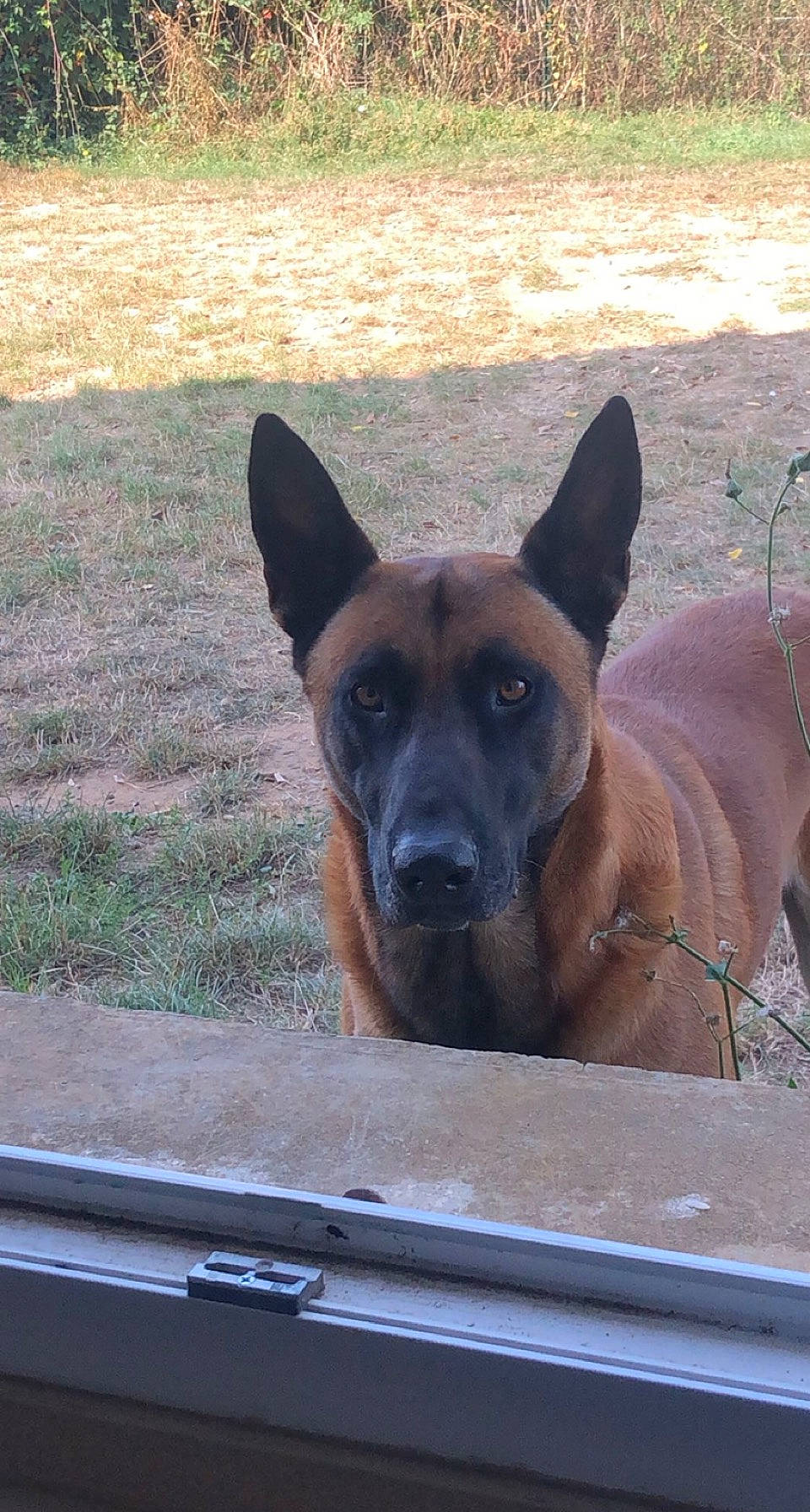 Jazz a rejoint le concours — aidez-le/la à gagner de superbes lots ! canidae, carnivore, companion_dog, dog, dog_breed, fawn, german_shepherd_dog, guard_dog, herding_dog, pet_supply, plant, snout, sporting_group, terrestrial_animal, window, windshield, wood, working_animal, working_dog