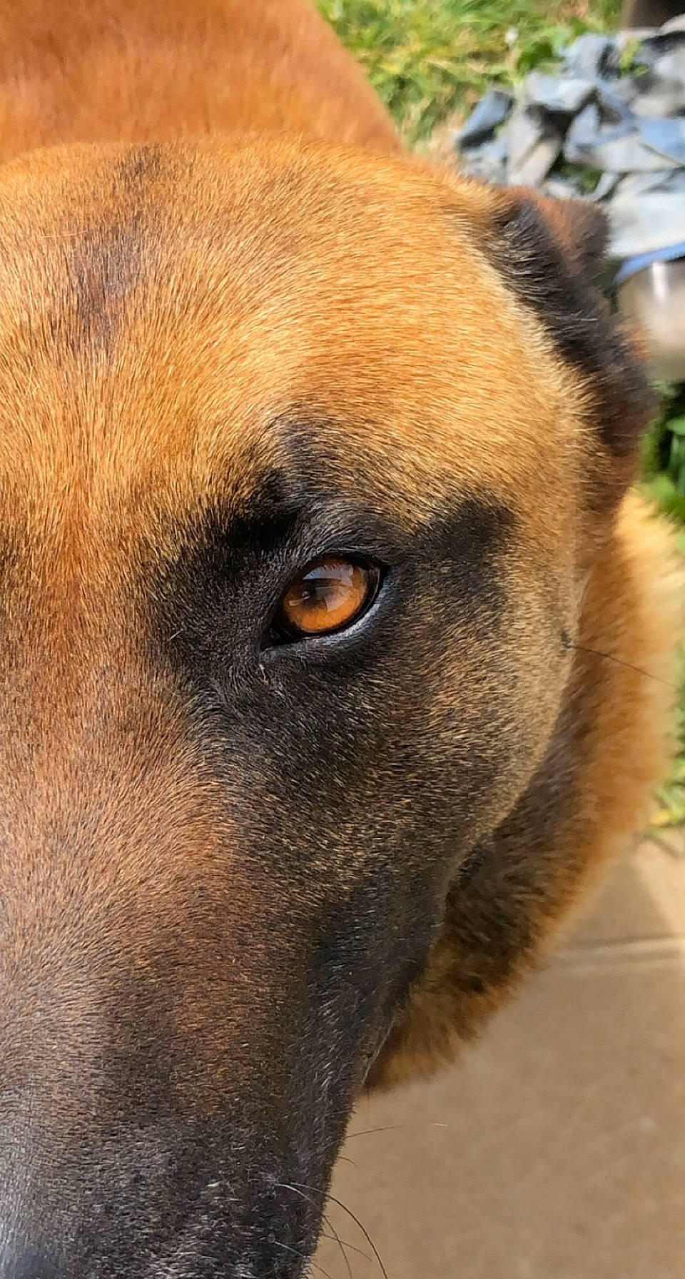 Jazz participe au concours pour gagner de l'argent avec cette photo : canidae, carnivore, close_up, collar, companion_dog, dog, dog_breed, ear, eye, fawn, fur, plant, snout, sporting_group, street_dog, terrestrial_animal, whiskers, wildlife, working_animal, working_dog