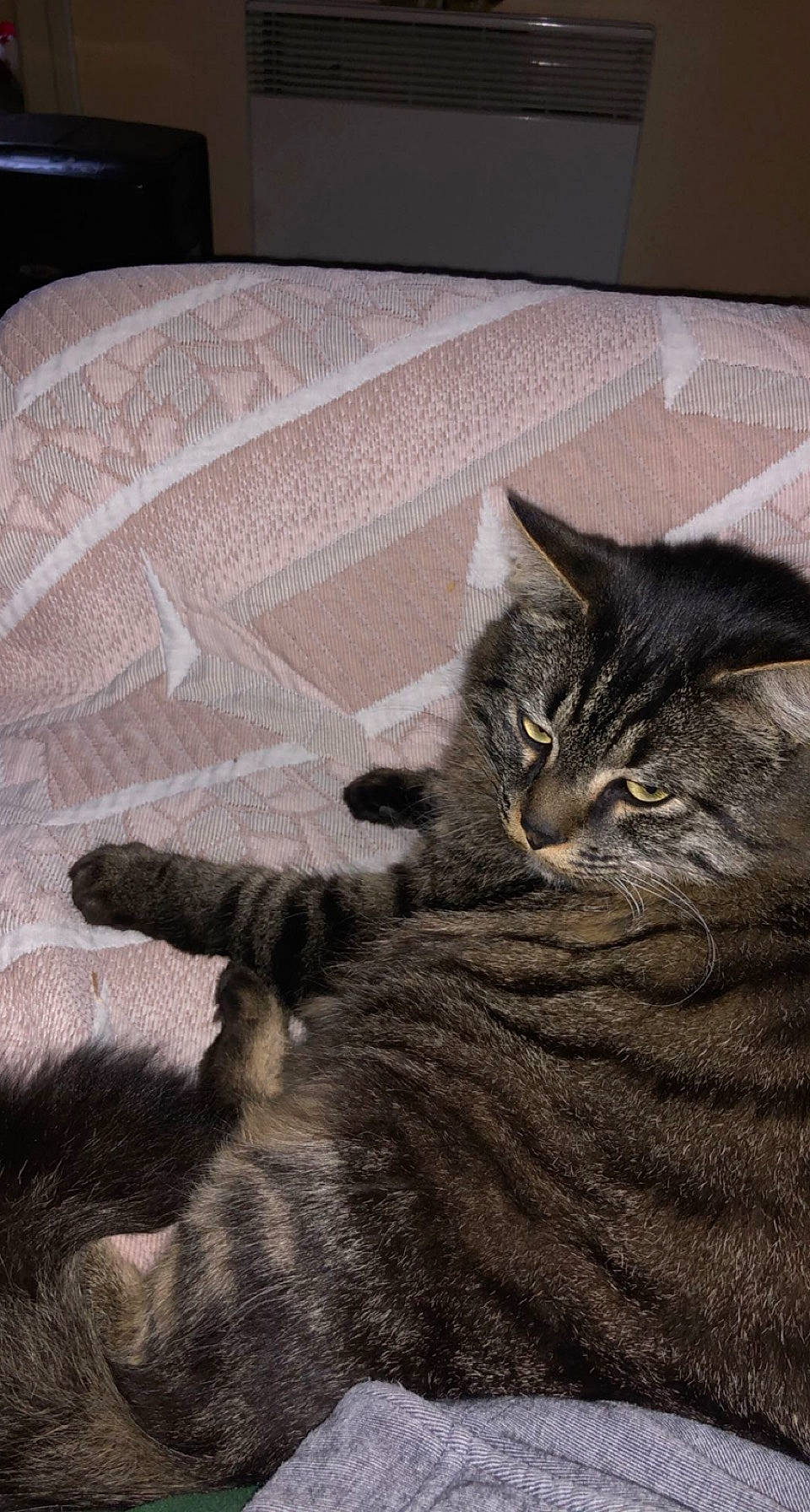 Bubuss participe au concours pour gagner de l'argent avec cette photo : carnivore, cat, claw, comfort, couch, domestic_short_haired_cat, felidae, flooring, fur, grey, hardwood, linens, paw, small_to_medium_sized_cats, snout, tail, terrestrial_animal, textile, whiskers, wood