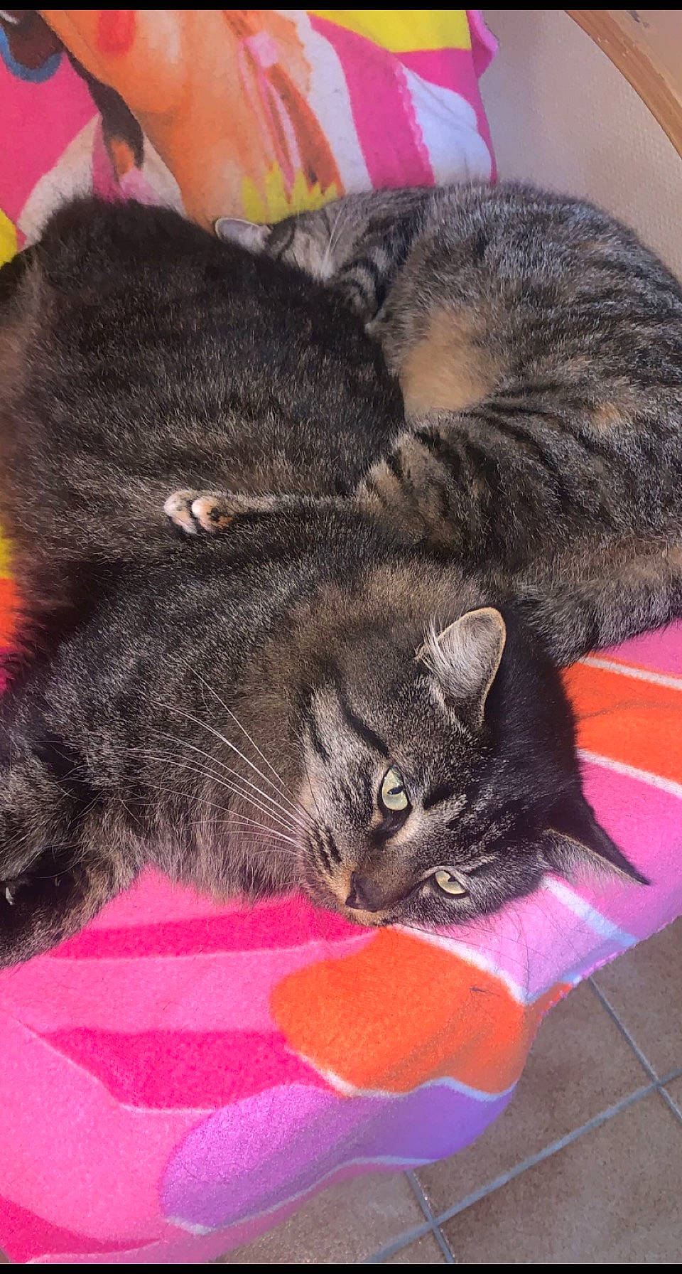 Bubuss participe au concours pour gagner de l'argent avec cette photo : black_cat, carnivore, cat, claw, comfort, domestic_short_haired_cat, ear, felidae, flooring, fur, grey, nap, paw, sleep, small_to_medium_sized_cats, snout, tail, vertebrate, whiskers