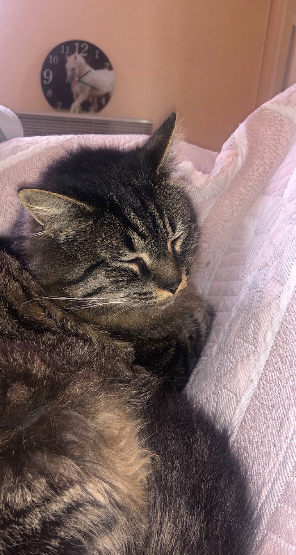 Bubuss participe au concours pour gagner de l'argent avec cette photo : carnivore, cat, claw, comfort, domestic_short_haired_cat, eye, felidae, fur, grey, nap, paw, plant, sleep, small_to_medium_sized_cats, tail, terrestrial_animal, whiskers