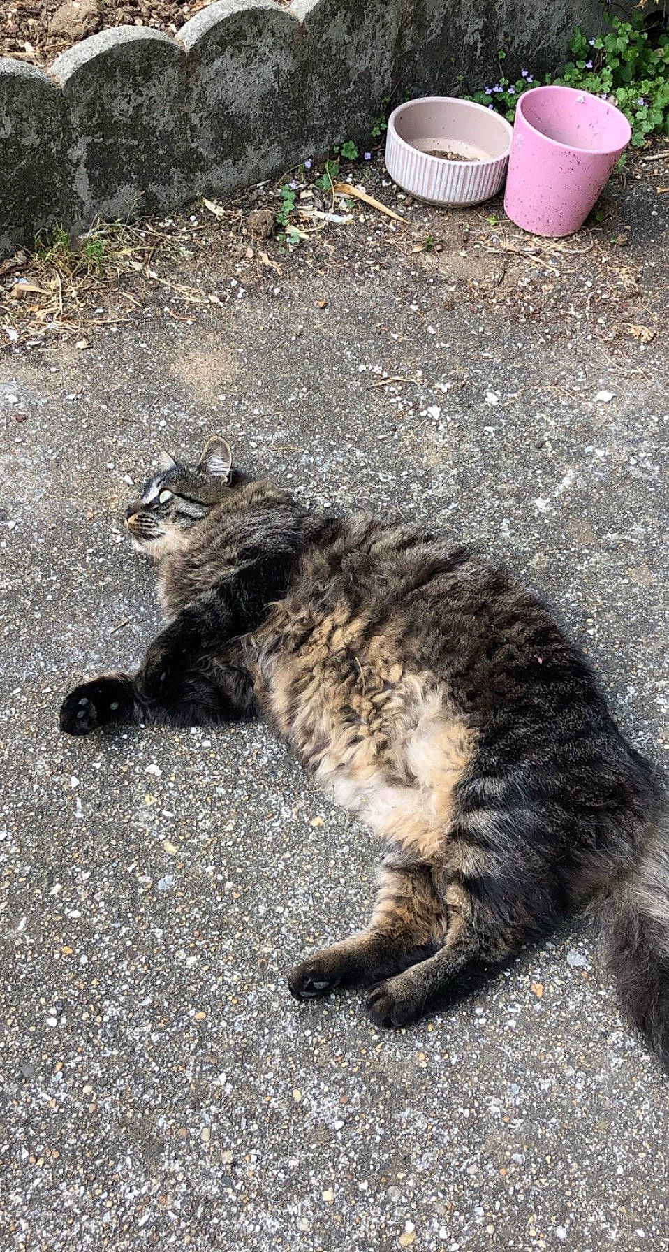 Bubuss a rejoint le concours — aidez-le/la à gagner de superbes lots ! asphalt, carnivore, cat, claw, domestic_short_haired_cat, felidae, fur, grass, paw, plant, road_surface, sitting, small_to_medium_sized_cats, soil, tail, terrestrial_animal, vertebrate, whiskers