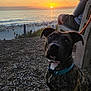 animal, beach, bench, brindle, collar, dog, evening, leash, nature, ocean, outdoor, person, pet, relaxation, scenery, sitting, sky, sunset, water, woodchips
