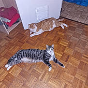 Minettes a rejoint le concours — aidez-le/la à gagner de superbes lots ! cat, cats, parquet_floor, indoor, orange_cat, tabby_cat, appliance, doorway, floor, pet, animal, resting, relaxed, curious, home_interior, wood_floor, white_appliance, two_cats, feline, domestic_animal