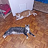 cat, cats, parquet_floor, indoor, orange_cat, tabby_cat, appliance, doorway, floor, pet, animal, resting, relaxed, curious, home_interior, wood_floor, white_appliance, two_cats, feline, domestic_animal