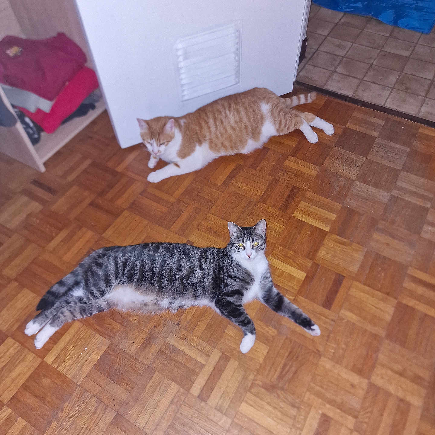 Minettes a rejoint le concours — aidez-le/la à gagner de superbes lots ! cat, cats, parquet_floor, indoor, orange_cat, tabby_cat, appliance, doorway, floor, pet, animal, resting, relaxed, curious, home_interior, wood_floor, white_appliance, two_cats, feline, domestic_animal