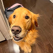 Junior joined the competition — help win amazing prizes! animal, canine, close_up, companion, dog, ears, eyes, face, friendly, fur, golden_retriever, happy, indoor, mammal, mouth, nose, pet, tongue, whiskers, wooden_floor