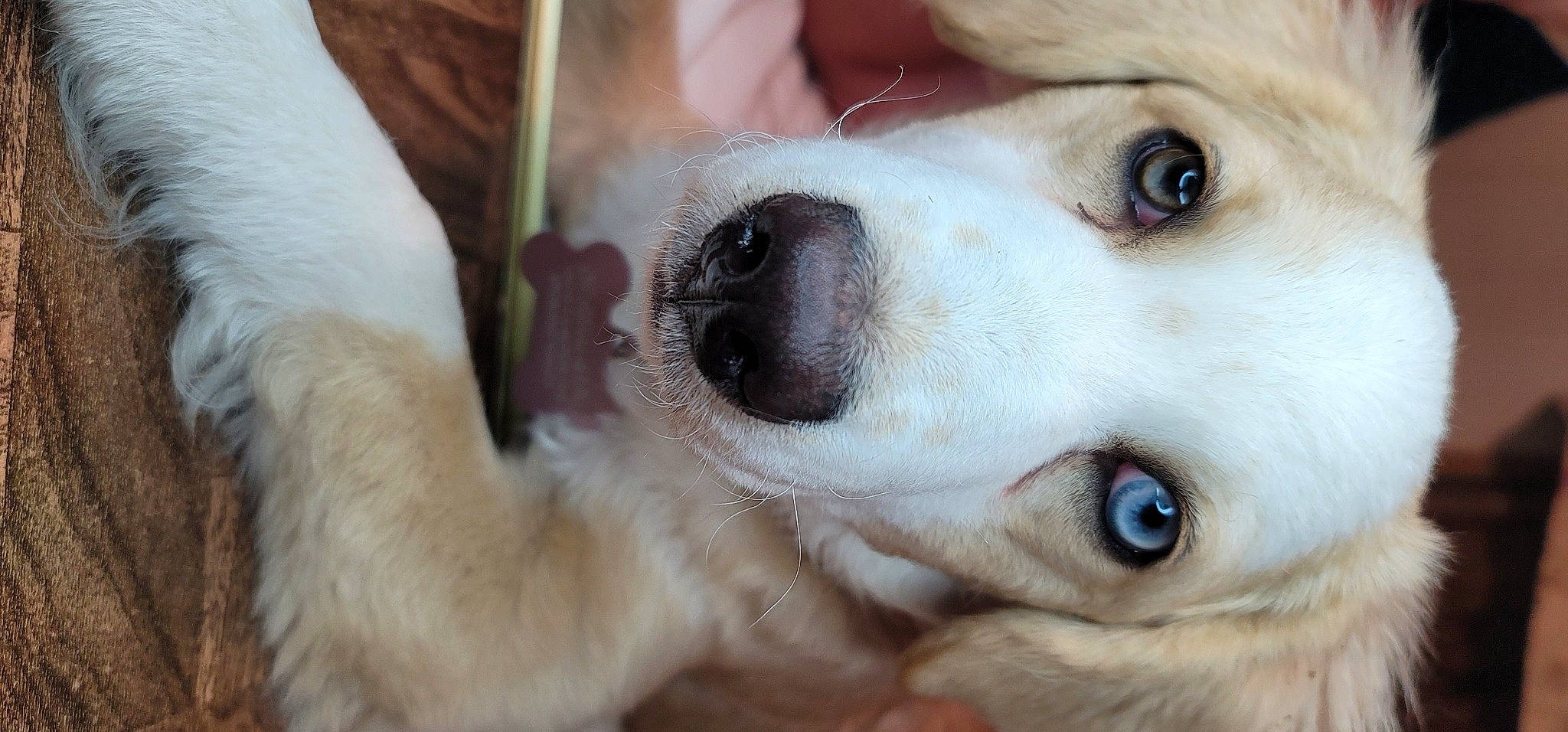 Iris joined the competition — help win amazing prizes! canidae, carnivore, companion_dog, dog, dog_breed, dog_collar, dog_supply, ear, eyebrow, eyelash, fawn, fur, iris, nose, plant, snout, sporting_group, sunglasses, toy, whiskers