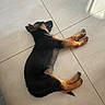 Brook participe au concours pour gagner de l'argent avec cette photo : puppy, dog, german_shepherd, sleeping, floor, tile, indoor, pet, animal, relaxed, paw, fur, black, brown, sunlight, shadow, quiet, young, domestic, cozy
