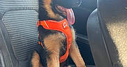 Brook a rejoint le concours — aidez-le/la à gagner de superbes lots ! dog, puppy, german_shepherd, car, car_seat, orange_harness, tongue_out, sitting, black_and_tan, pet, animal, vehicle_interior, window, seatbelt_buckle, happy, young_dog, ears_up, looking_right, daylight, inside_car