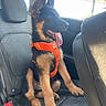 dog, puppy, german_shepherd, car, car_seat, orange_harness, tongue_out, sitting, black_and_tan, pet, animal, vehicle_interior, window, seatbelt_buckle, happy, young_dog, ears_up, looking_right, daylight, inside_car