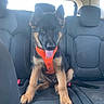 Brook a rejoint le concours — aidez-le/la à gagner de superbes lots ! dog, puppy, german_shepherd, car, backseat, orange_harness, tongue_out, ears_up, pet, animal, cute, fur, sitting, vehicle_interior, seat, black, brown, happy, young_dog, domestic_animal