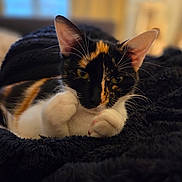 Caïpi participe au concours pour gagner de l'argent avec cette photo : animal, blanket, calico, cat, closeup, comfort, cozy, cute, ears, feline, fur, indoors, paws, pet, relaxed, resting, sleepy, soft, warm, whiskers