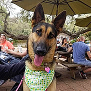 Zena is registered to the contest to win money with this photo: animal, bandana, canine, casual, collar, daytime, dog, friendly, german_shepherd, heart_tag, leash, outdoor, park, people, pet, picnic_table, relaxed, social, tongue_out, umbrella