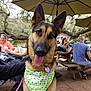 animal, bandana, canine, casual, collar, daytime, dog, friendly, german_shepherd, heart_tag, leash, outdoor, park, people, pet, picnic_table, relaxed, social, tongue_out, umbrella