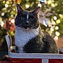 cat, tuxedo_cat, basket, indoor, portrait, animal, pet, whiskers, curious, feline, closeup, bokeh, blurred_background, warm_lighting, domestic_animal, sitting, cute, furry, black_and_white, home