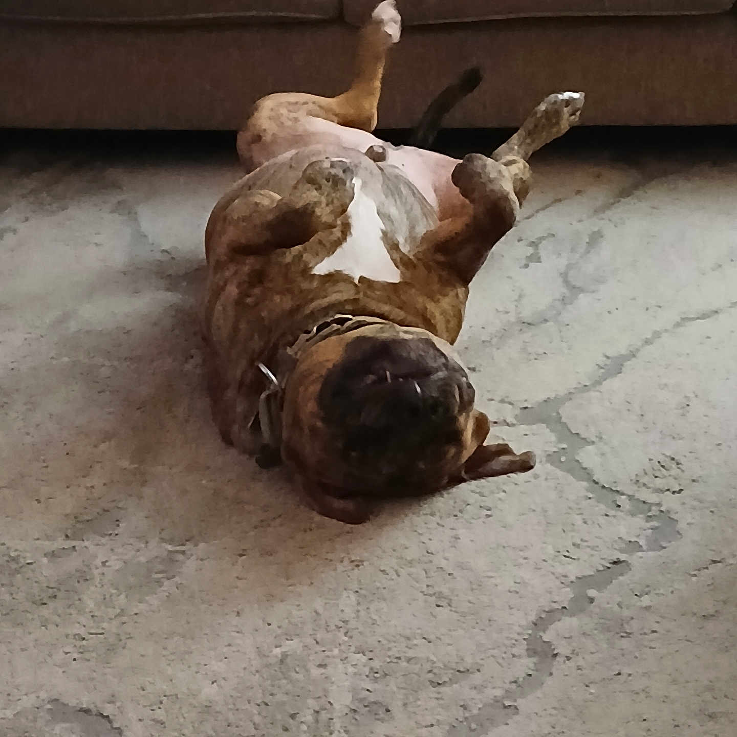 Loc joined the competition — help win amazing prizes! animal, brown, canine, carpet, collar, couch, cute, dog, four_legs, funny_pose, fur, home, indoor, living_room, pet, playful, relaxed, resting, upside_down, white_patch