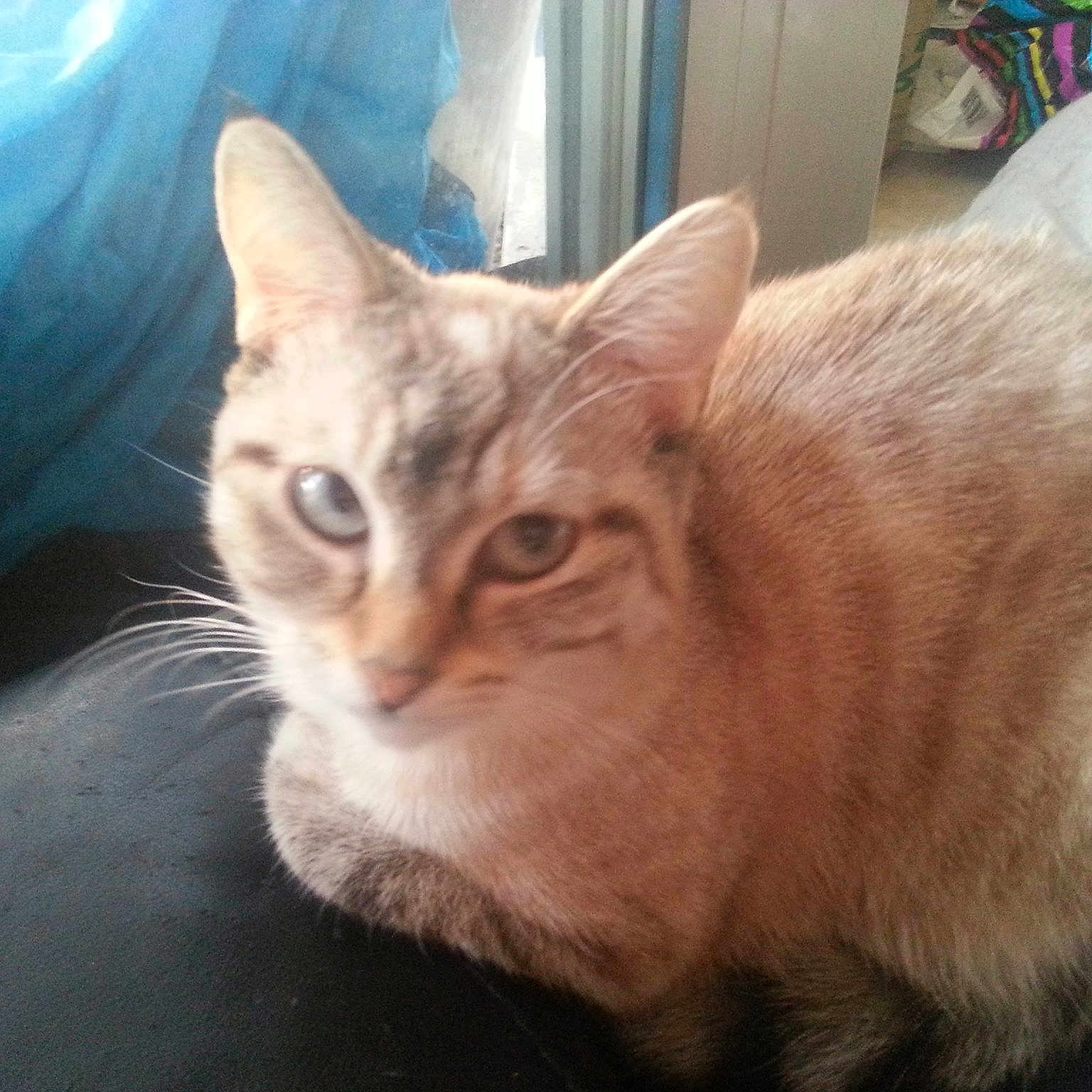 Nenette