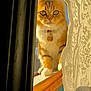 abyssinian, accessories, angora, animal, cat, curtain, egyptiancat, homedecor, kitten, lace, manx, pet, window, windowsill