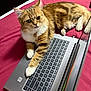 abyssinian, animal, cat, computer, computerhardware, computerkeyboard, desk, electronics, furniture, hardware, hardwood, kitten, laptop, manx, monitor, pc, pet, screen, table, wood