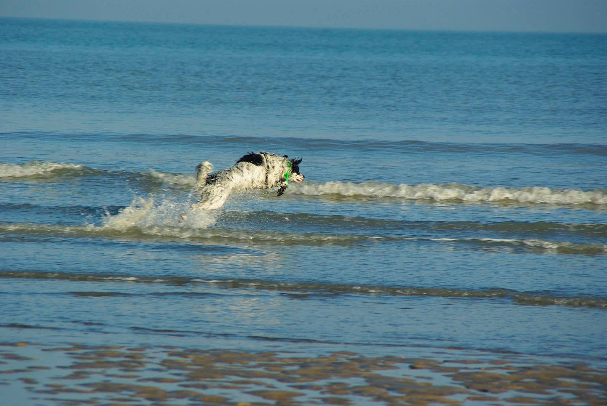 Marley a rejoint le concours — aidez-le/la à gagner de superbes lots ! beach, boardsport, canidae, carnivore, coast, coastal_and_oceanic_landforms, dog_breed, foam, horizon, lake, mammal, ocean, seabird, shore, sporting_group, surfboard, surfing_equipment, water, wind, wind_wave