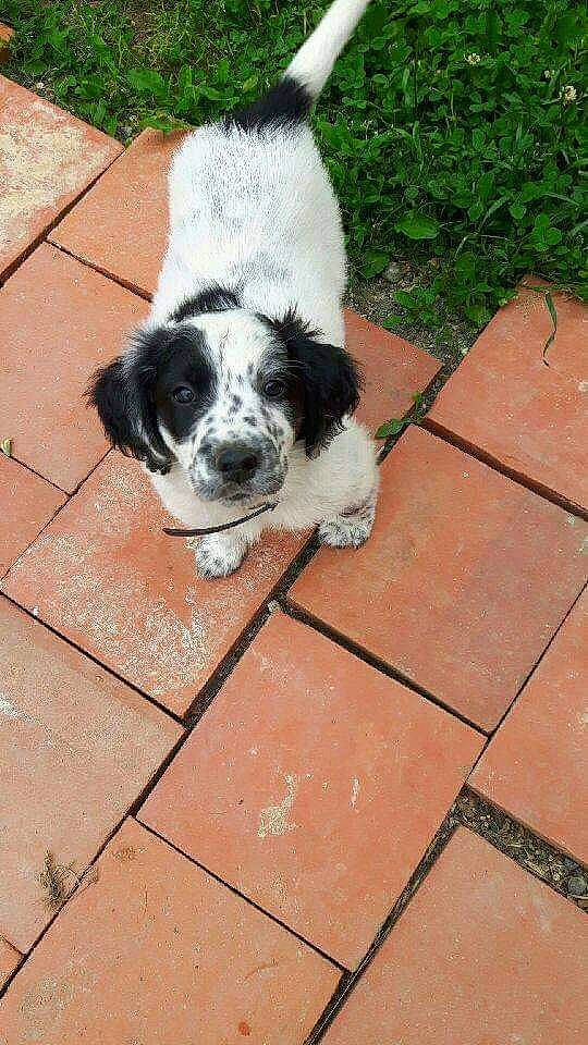 Marley participe au concours pour gagner de l'argent avec cette photo : brick, brickwork, canidae, carnivore, cobblestone, companion_dog, dog, dog_breed, flooring, fur, herding_dog, plant, road_surface, sidewalk, snout, sporting_group, tail, terrier, working_animal, working_dog
