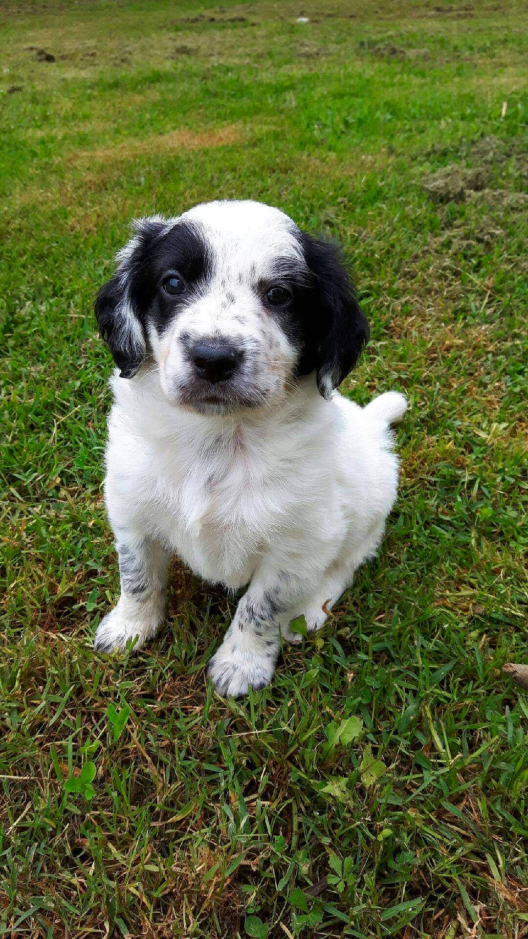 Marley a rejoint le concours — aidez-le/la à gagner de superbes lots ! carnivore, companion_dog, dog, dog_breed, grass, groundcover, non_sporting_group, plant, puppy, sporting_group, terrestrial_animal, working_dog