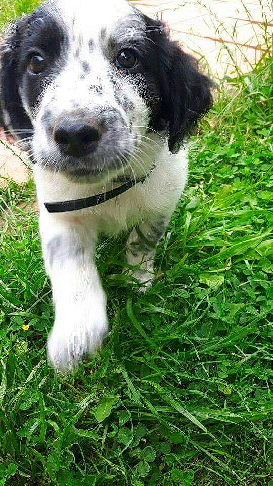 Marley participe au concours pour gagner de l'argent avec cette photo : canidae, carnivore, collar, companion_dog, dog, dog_breed, dog_collar, grass, grassland, groundcover, herding_dog, hierochloe, lawn, plant, sporting_group, terrestrial_animal, terrier, whiskers, working_animal, working_dog