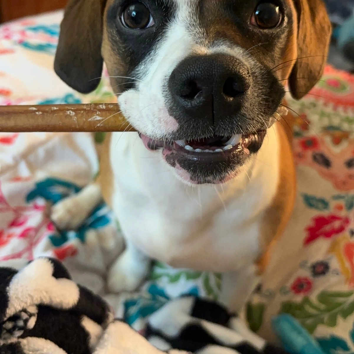 Frankie is registered to the contest to win money with this photo: animal, beagle, blanket, boxer, bulldog, canine, dog, face, head, homedecor, hound, indoors, laundry, person, pet, photography, portrait, puppy, quilt, snout