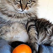 Minouche a rejoint le concours — aidez-le/la à gagner de superbes lots ! cat, tabby, fluffy, feline, orange, tangerine, fruit, indoor, pet, animal, soft, paw, fur, closeup, relaxed, curious, lying_down, bed, portrait, domestic