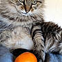 cat, tabby, fluffy, feline, orange, tangerine, fruit, indoor, pet, animal, soft, paw, fur, closeup, relaxed, curious, lying_down, bed, portrait, domestic