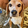 animal, beach, beagle, brown, canine, closeup, cute, daylight, dog, ears, leash, legs, nose, outdoor, person, pet, sand, sitting, summer, white